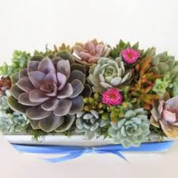Rare Succulent Plant